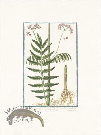 Bonelli 115 Valeriana sylvestris